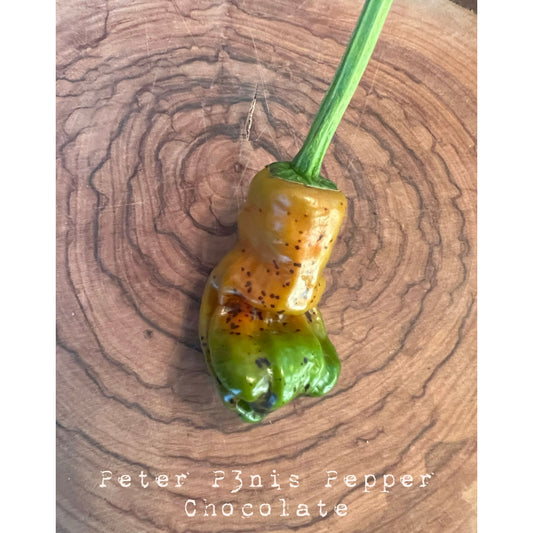 Peter P3nis Pepper - Chocolate - Hot Pepper Seeds