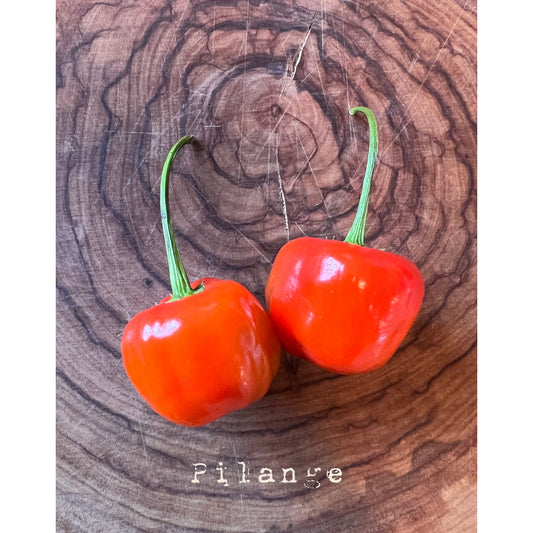 Pilange - Hot Pepper Seeds