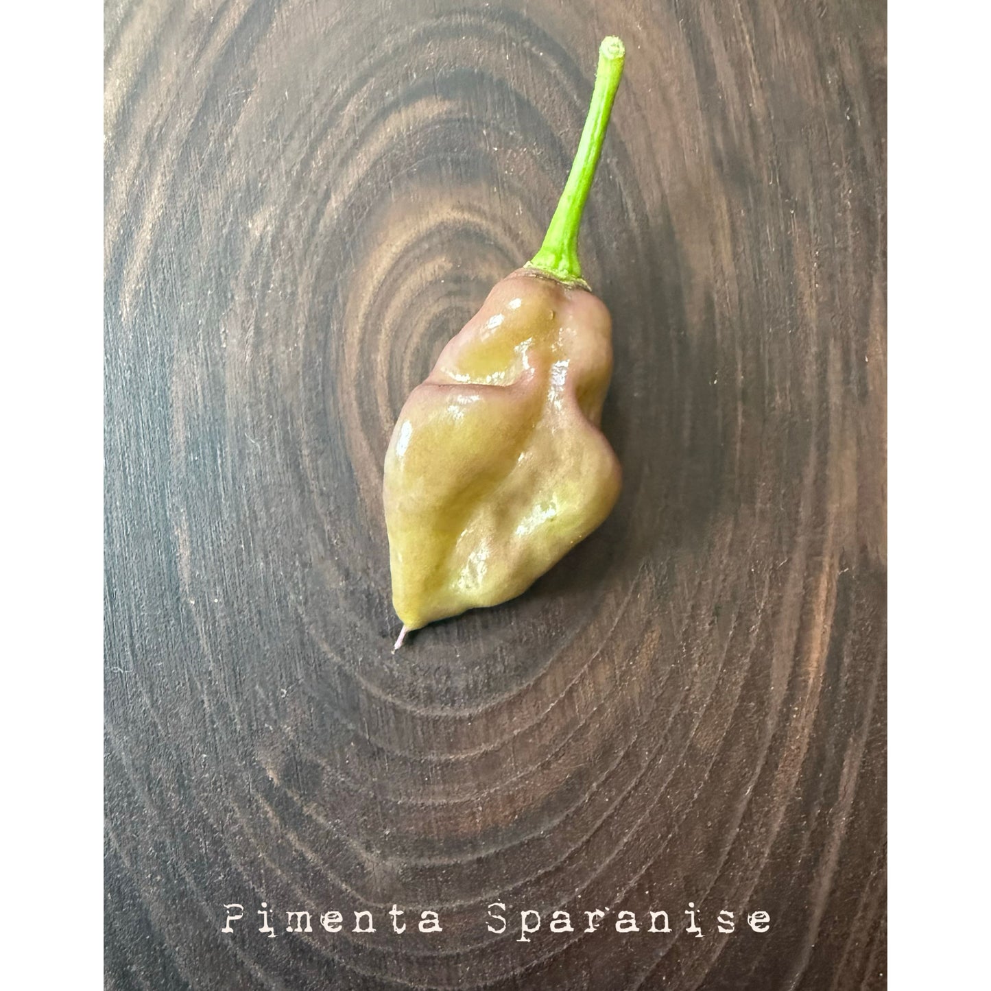 Graines de piment Sparanise Pimenta