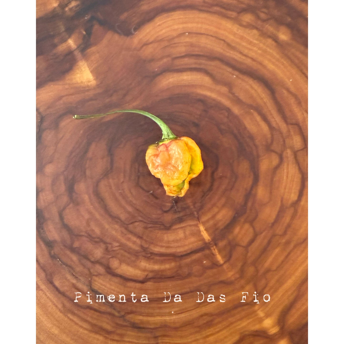 Pimenta Da Das Fio Graines de piment fort