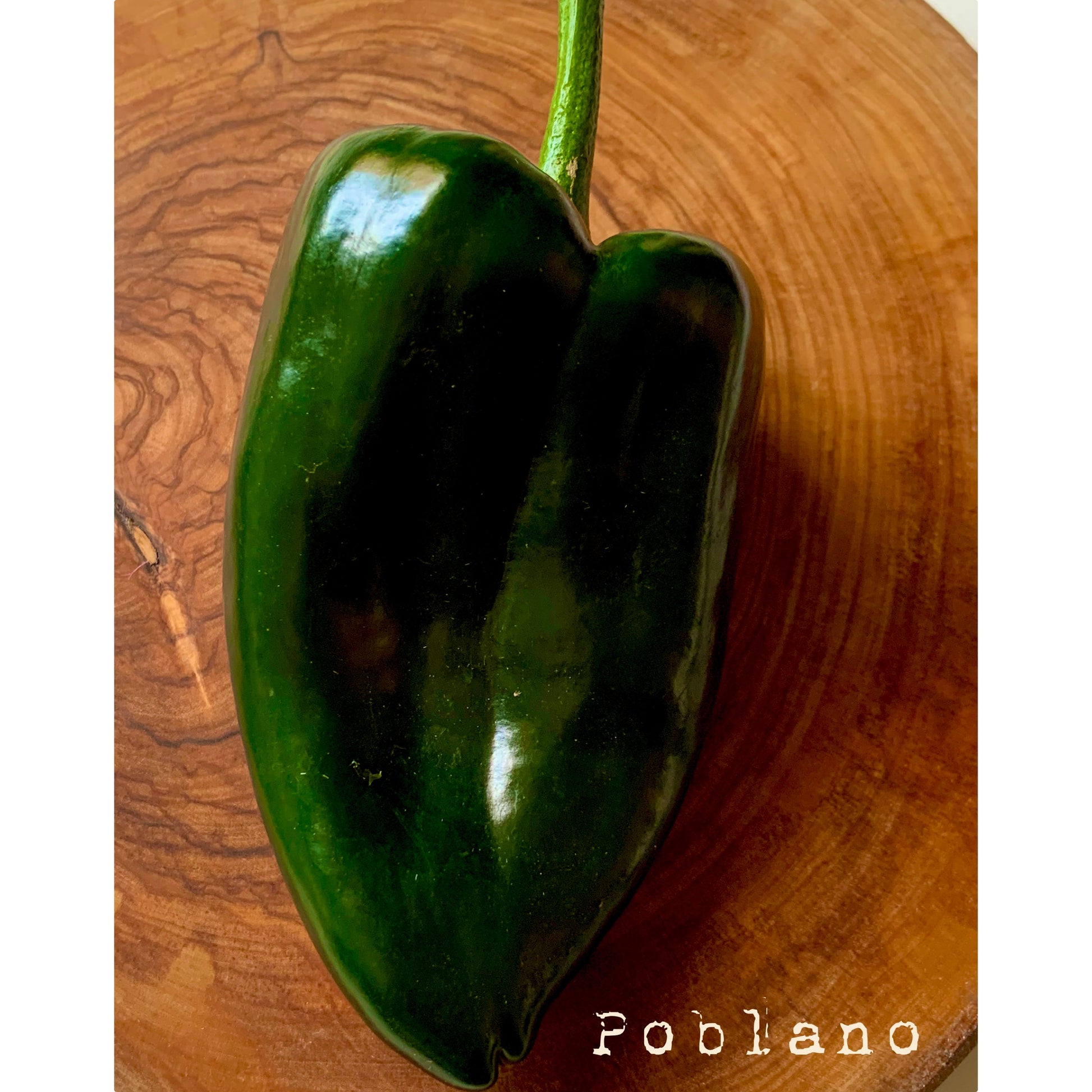 Poblano Ancho - Hot Pepper Seeds