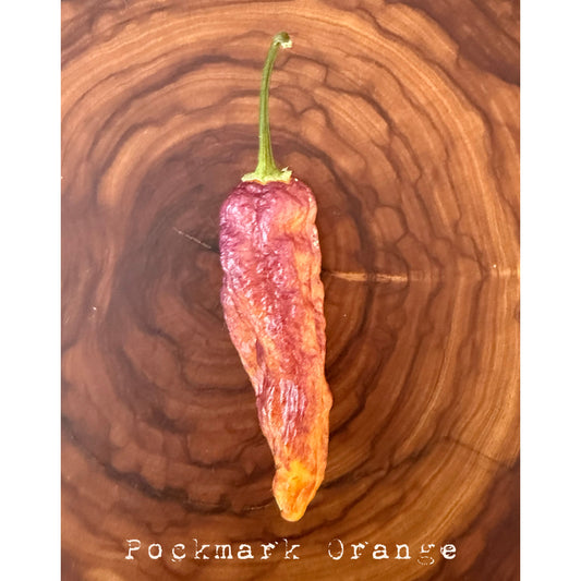 Pockmark - Orange Hot Pepper Seeds