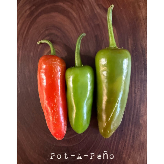 Graines de piment fort Pot-a-Peno