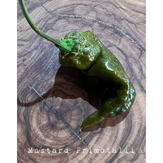 Primotalii - Mustard - Hot Pepper Seeds