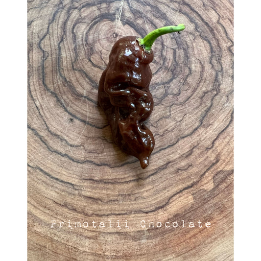 Primotalii - Chocolate - Hot Pepper Seeds