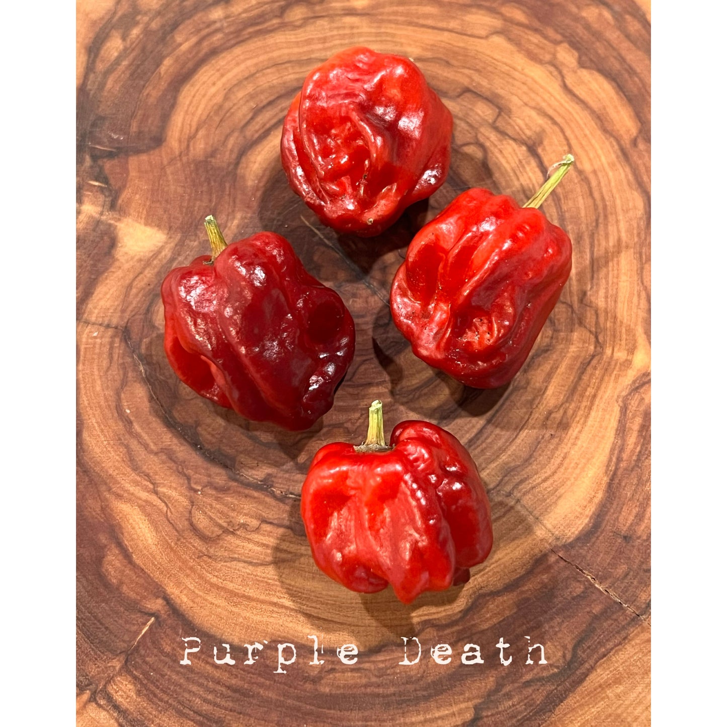 Purple Death- Hot Pepper Seeds