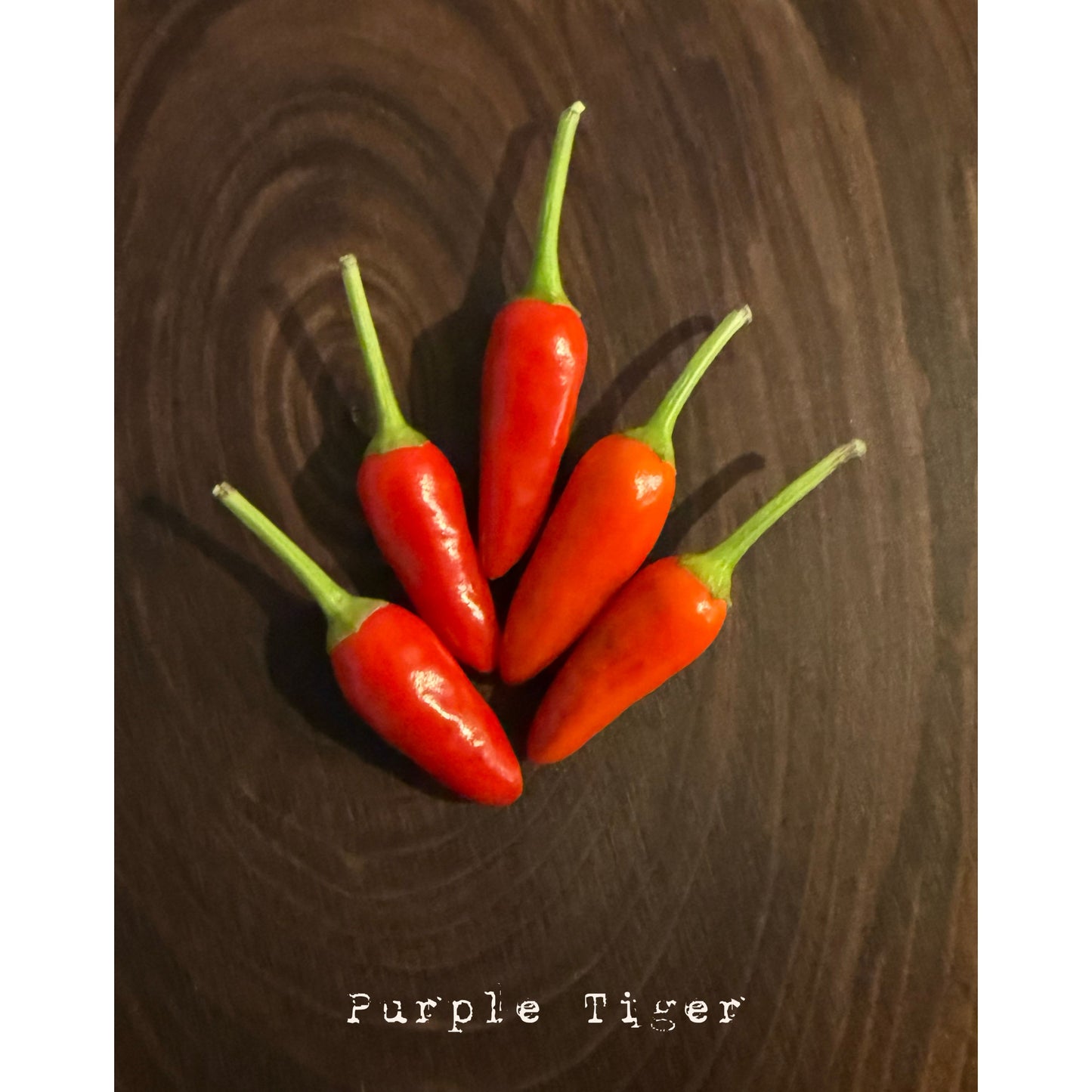 Graines de piment fort Purple Tiger