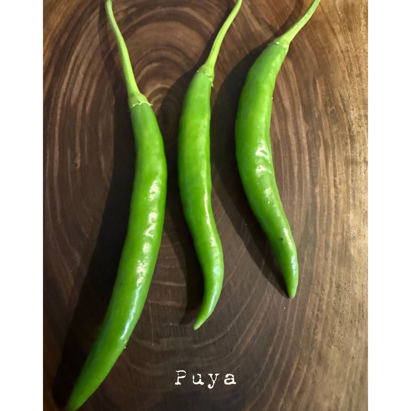 Graines de piment fort Puya / Pulla