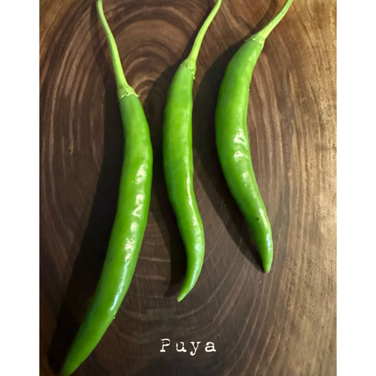 Graines de piment fort Puya / Pulla