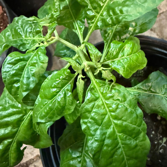 7 Pot Bubble Gum Red Treasure Hot Pepper Seeds