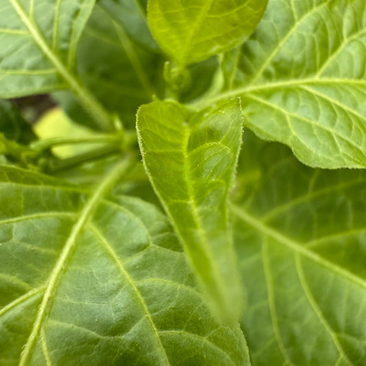 Habanero - White Strain 5 - Hot Pepper Seeds