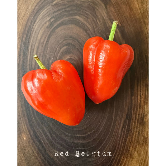 Red Belgium Hot Pepper Seeds