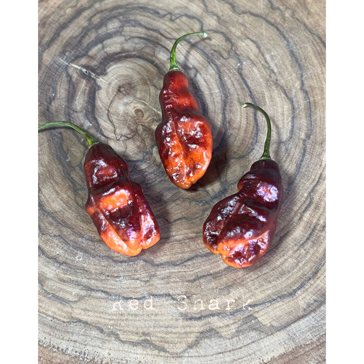 Red Shark - Hot Pepper Seeds