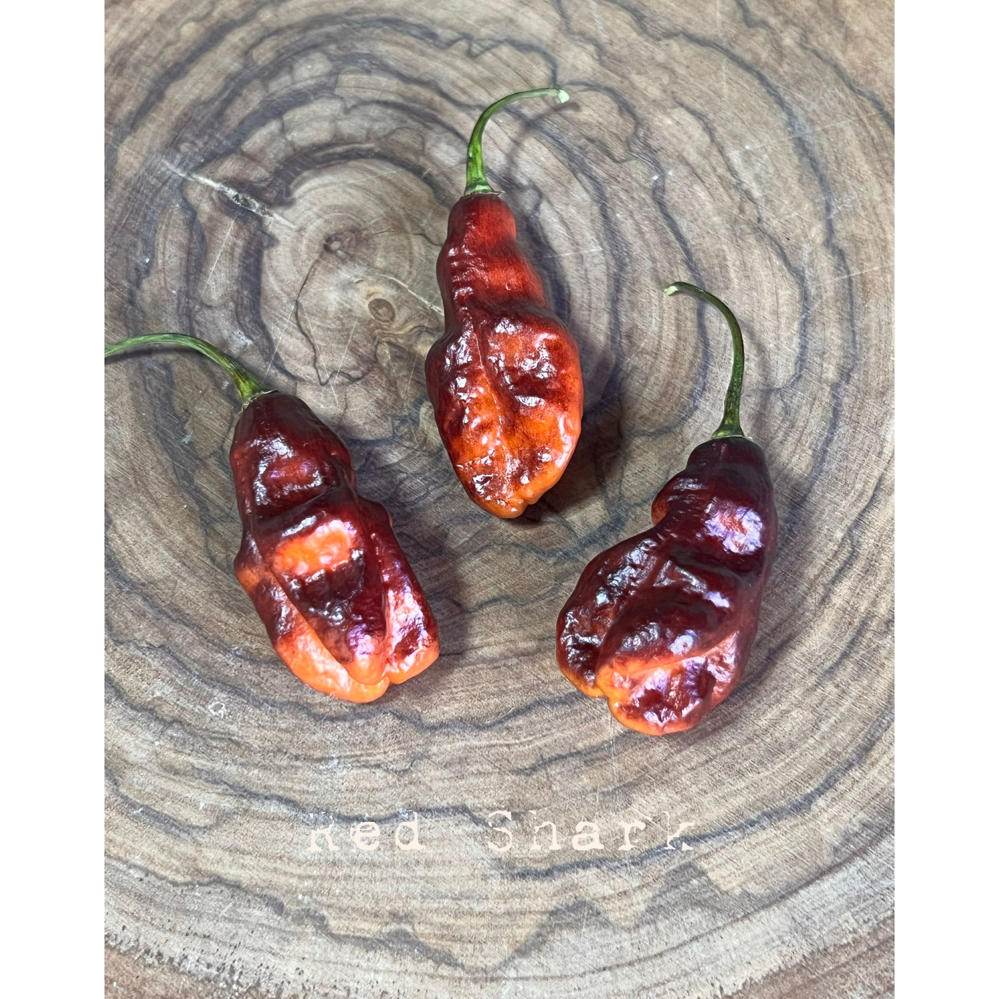 Red Shark - Hot Pepper Seeds