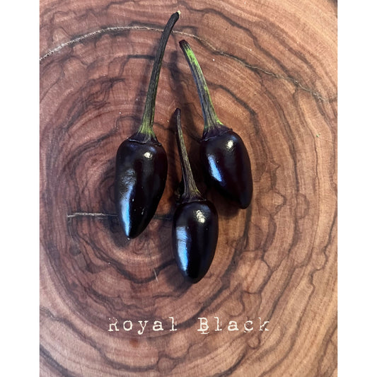 Royal Black - Hot Pepper Seeds