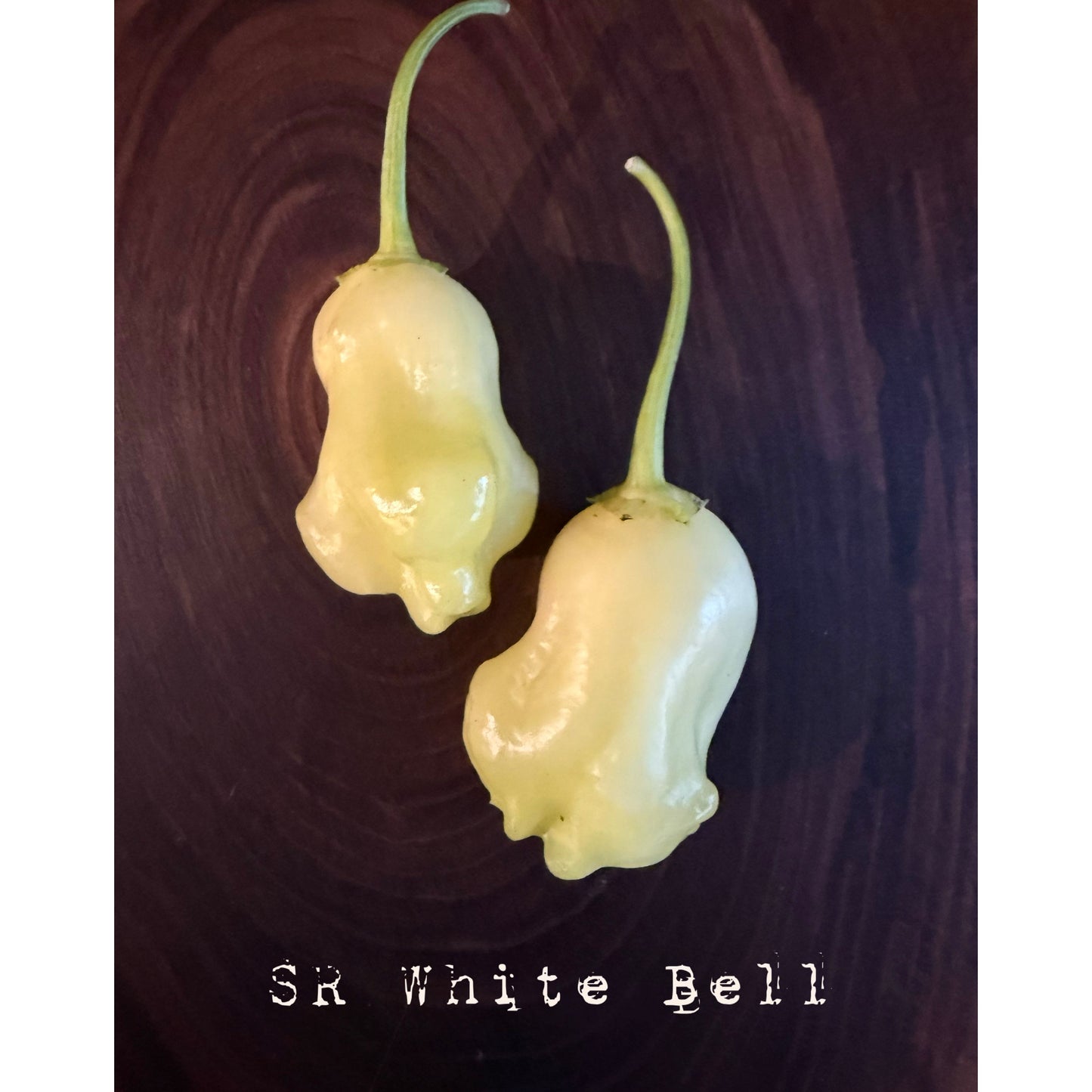 Graines de piment SR White Bell Stripey (Graines de piment fort)