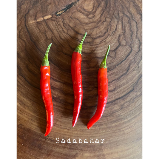 Pusa Sadabahar - Hot Pepper Seeds