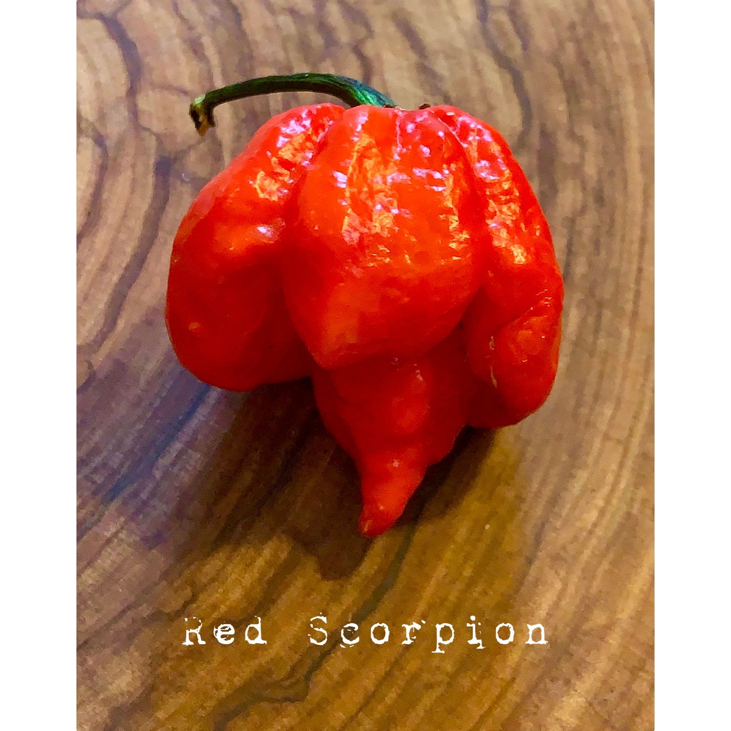 Scorpion - Graines de piment rouge fort