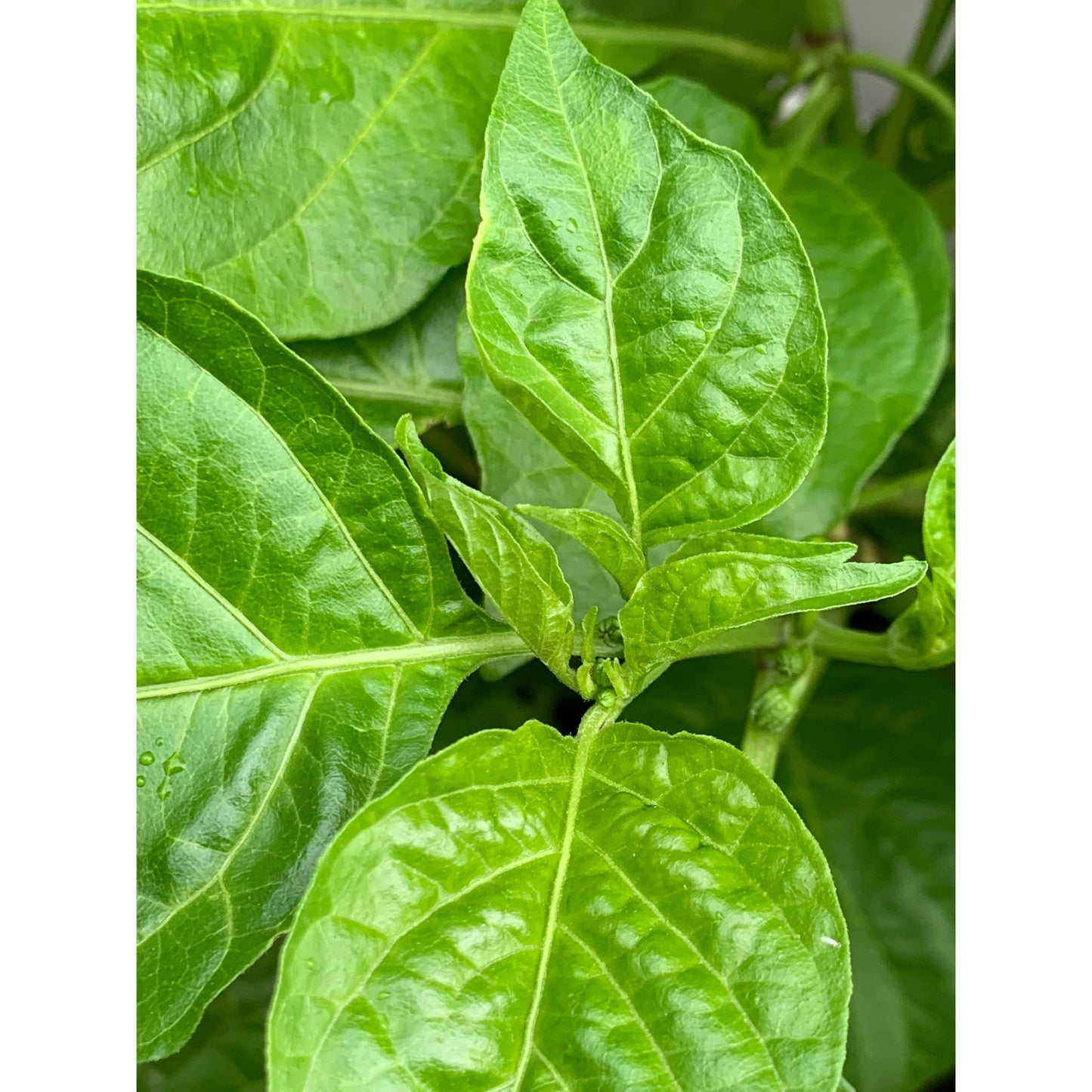 Scorpion - Graines de piment rouge fort