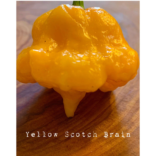 Scotch Brain - Yellow - Hot Pepper Seeds