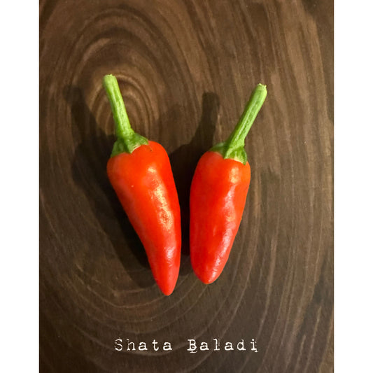 Shata Baladi Hot Pepper Seeds