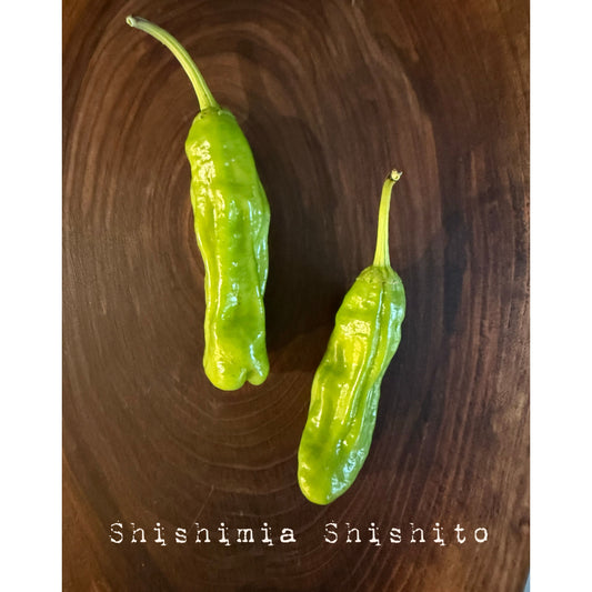 Shishimia Shishito  - Green Hot Pepper Seeds