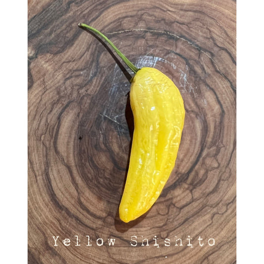 Shishito - Yellow - Hot Pepper Seeds