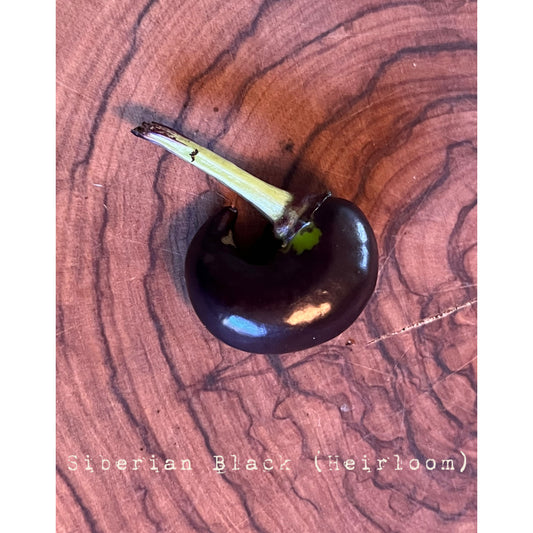 Siberian Black (Heirloom) - Hot Pepper Seeds