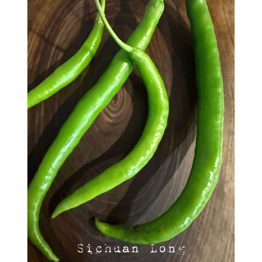 Sichuan Long F1 Hot Pepper Seeds