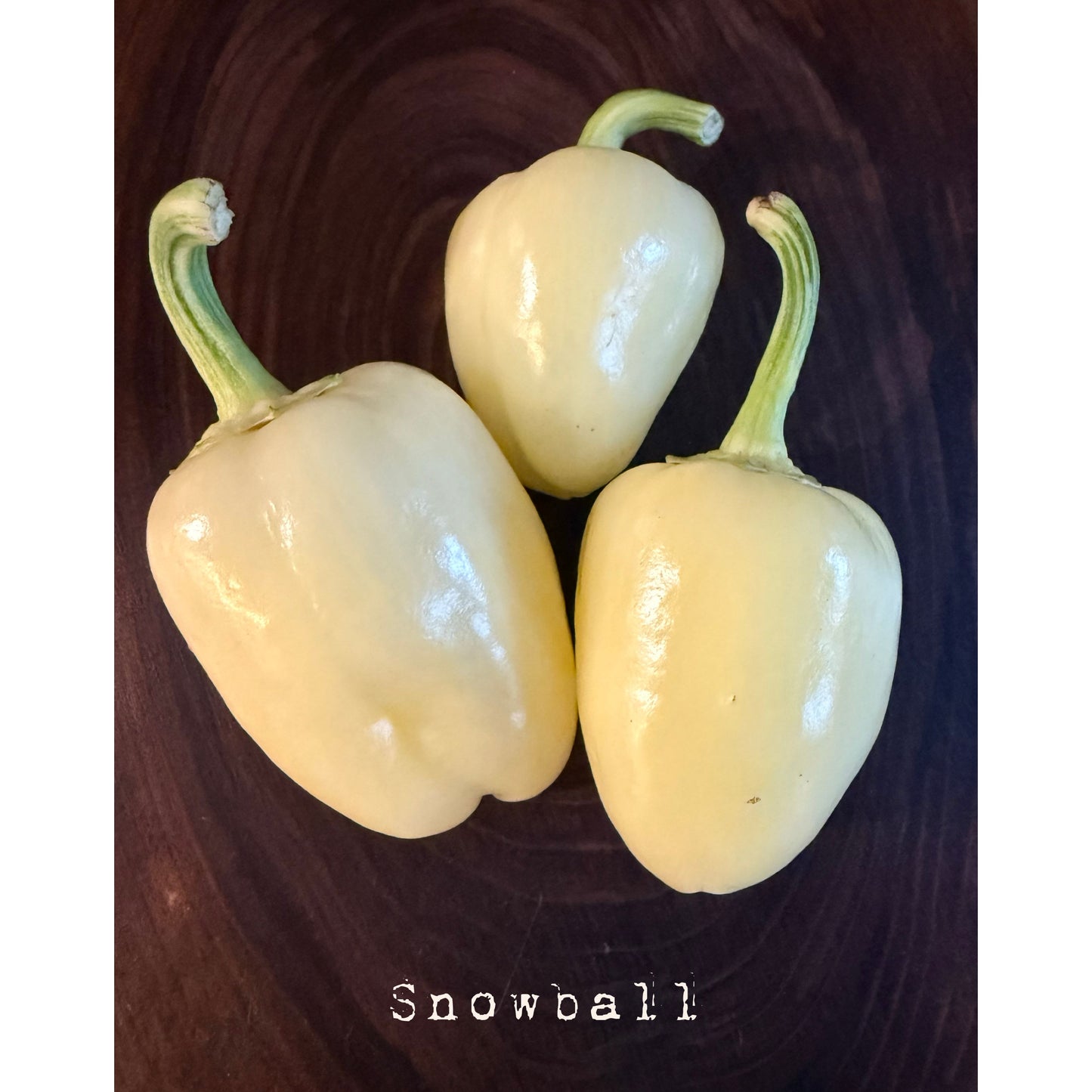 Graines de piment Snowball