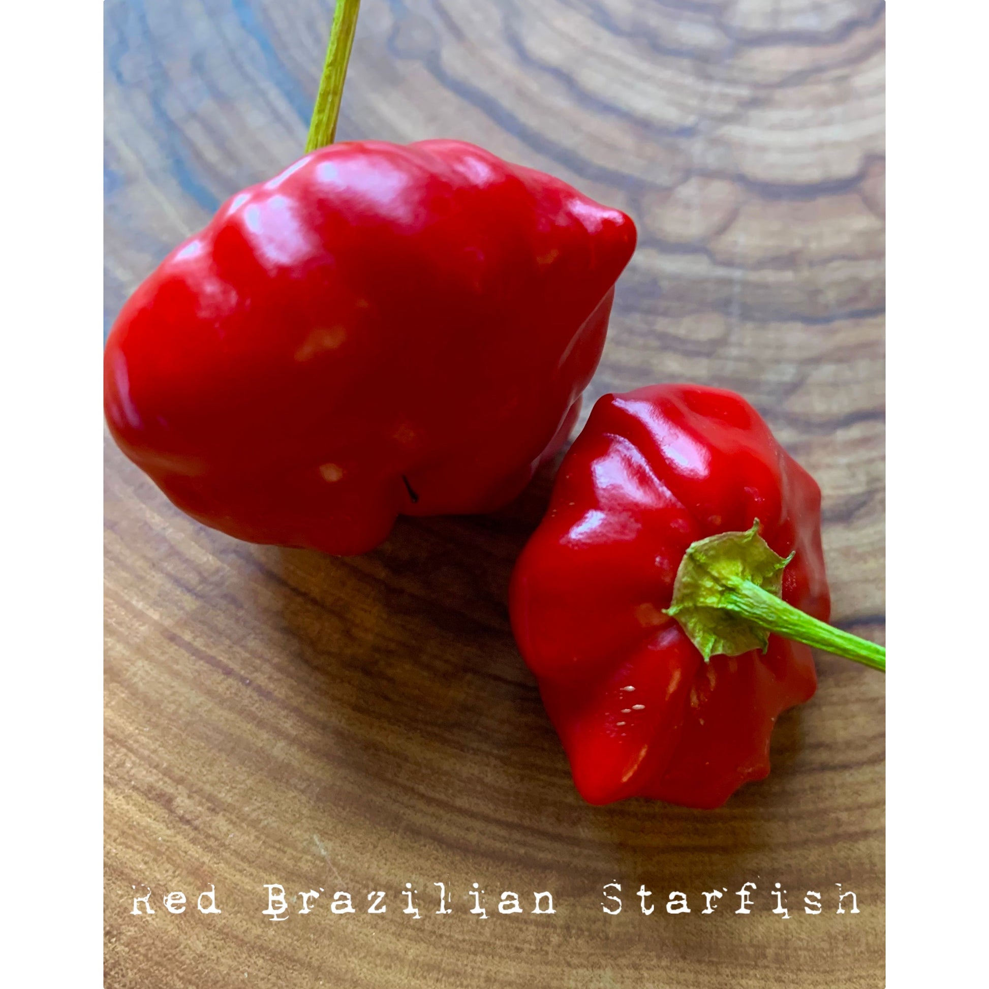 Starfish - Red - Hot Pepper Seeds