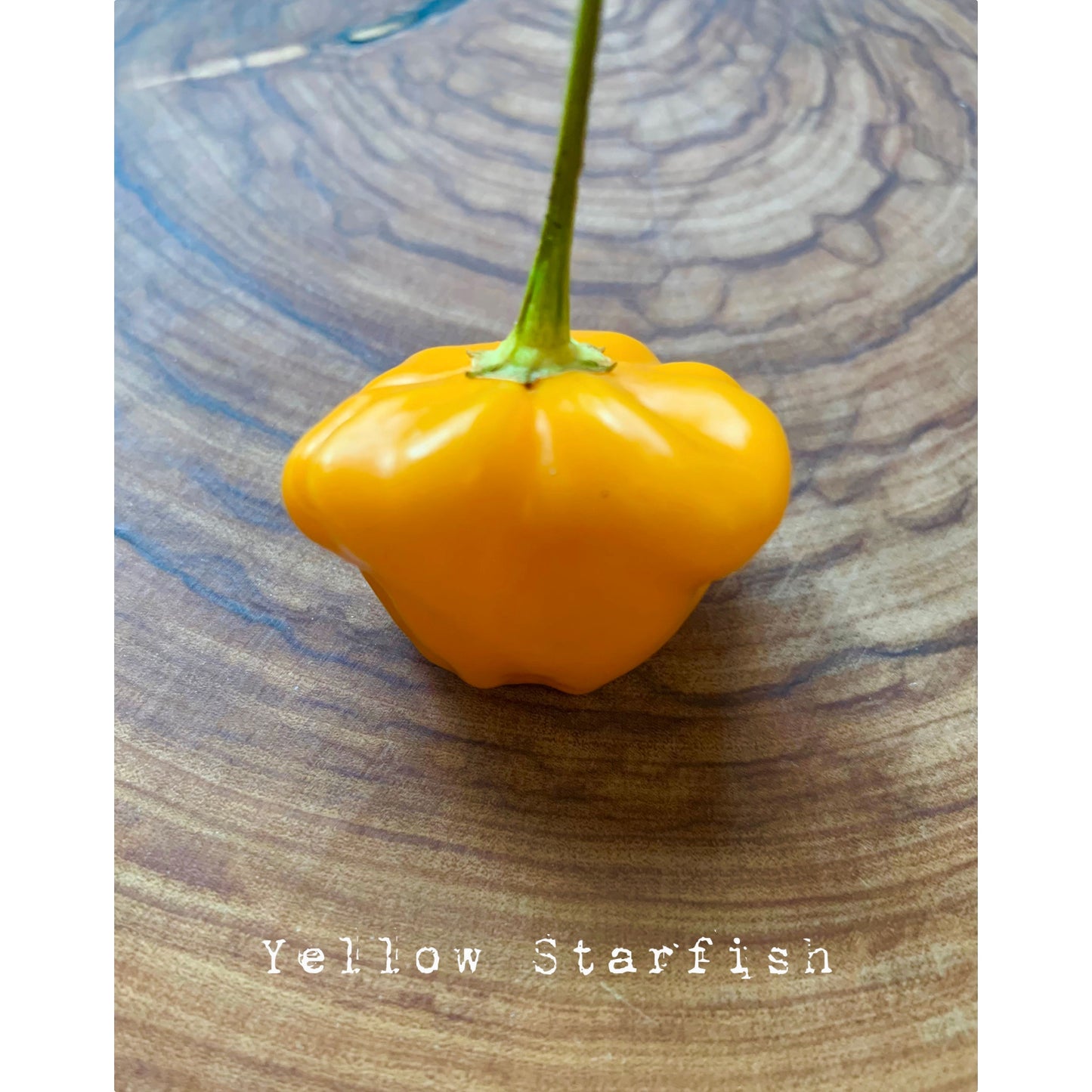 Starfish - Yellow - Hot Pepper Seeds