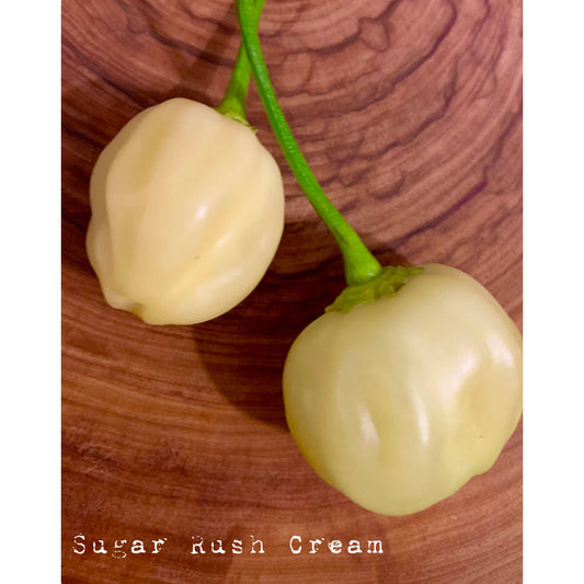 Sugar Rush Cream (Round) - Hot Pepper Seeds
