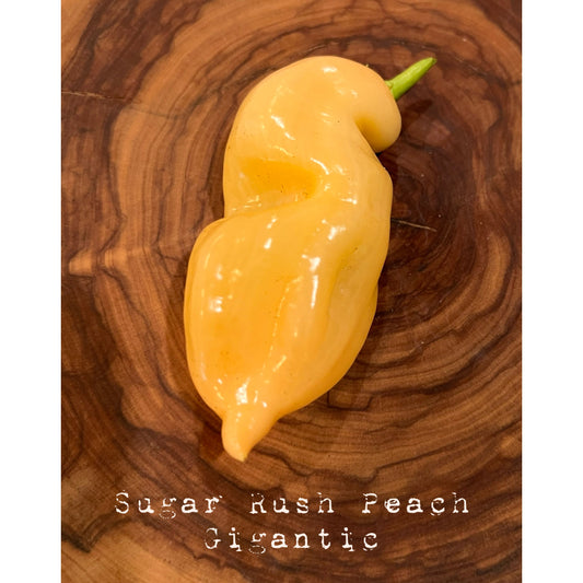 Sugar Rush Peach - Gigantic Hot Pepper Seeds