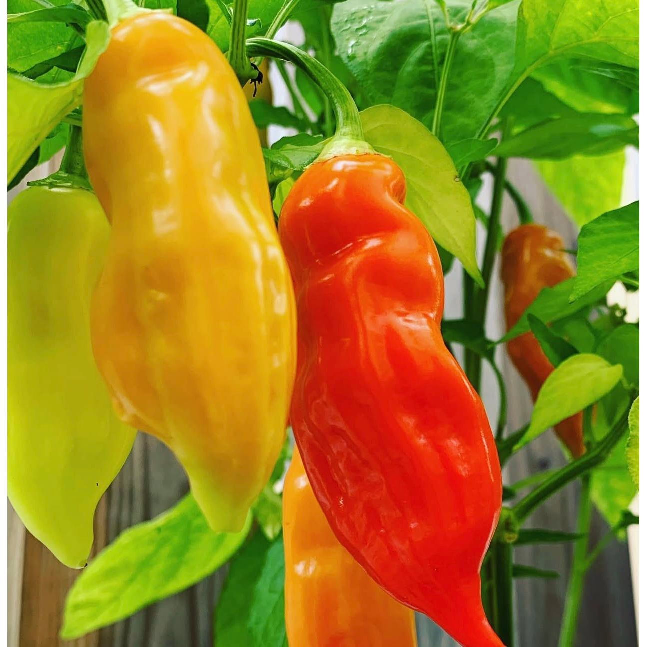 Graines de piment fort Sugar Rush Red