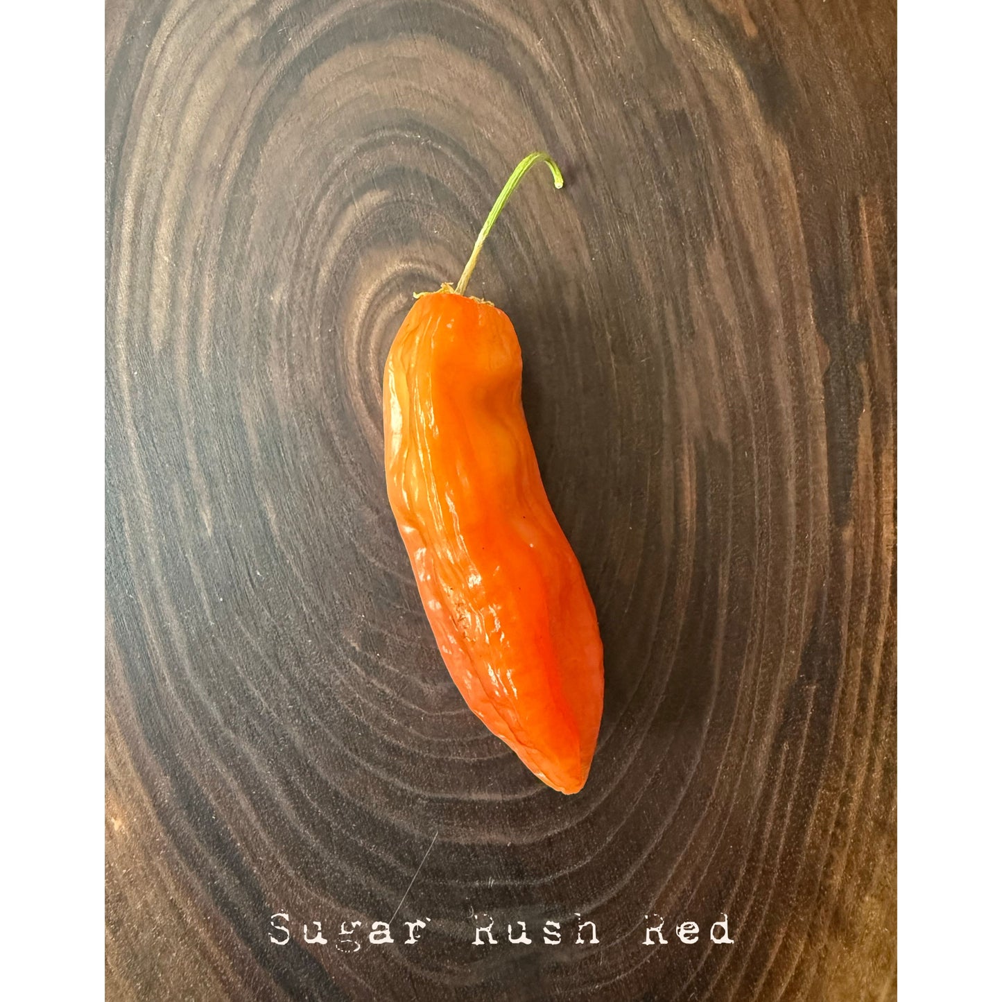 Graines de piment fort Sugar Rush Red