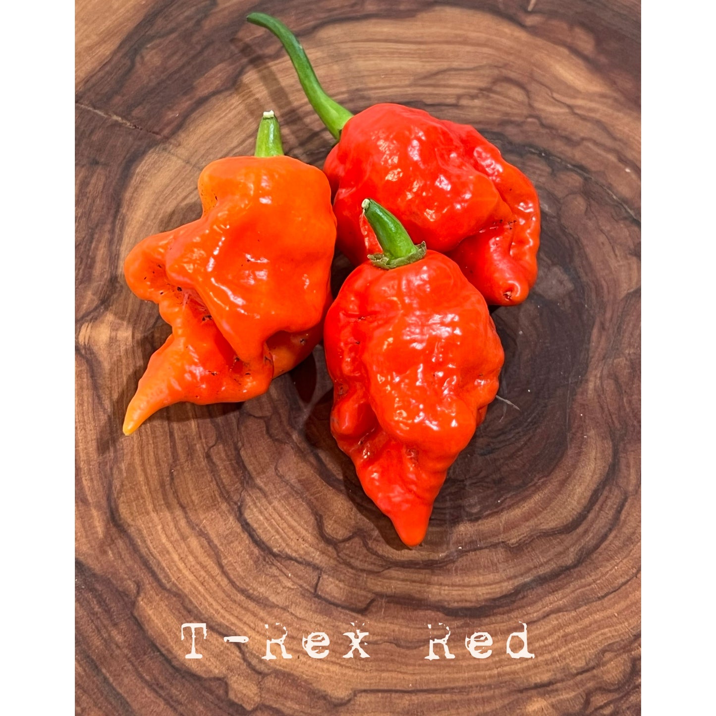 T-Rex - Red - Hot Pepper Seeds