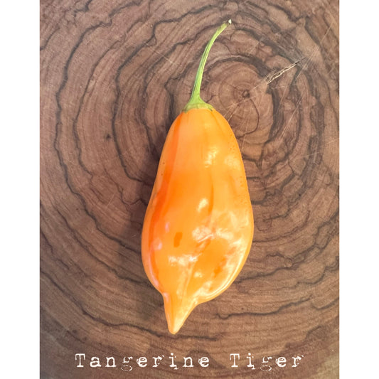 Tangerine Tiger - Hot Pepper Seeds