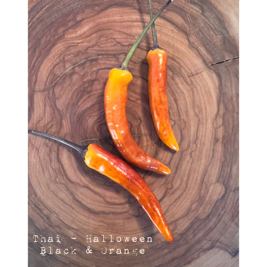 Thai - Halloween, Black & Orange - Hot Pepper Seeds