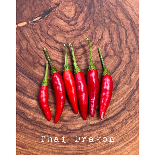 Thai - Dragon - Hot Pepper Seeds