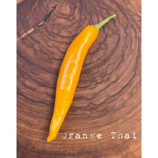 Thai - Orange - Hot Pepper Seeds