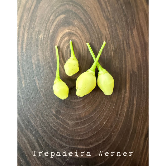 Trepadeira Werner Hot Pepper Seeds