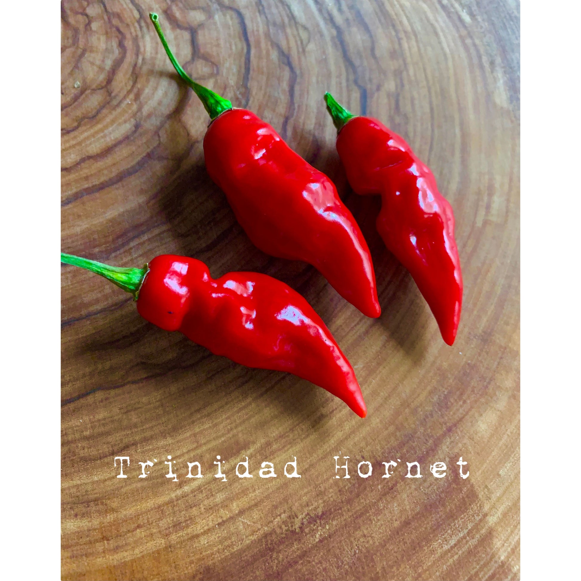 Trinidad Hornet - Red - Hot Pepper Seeds