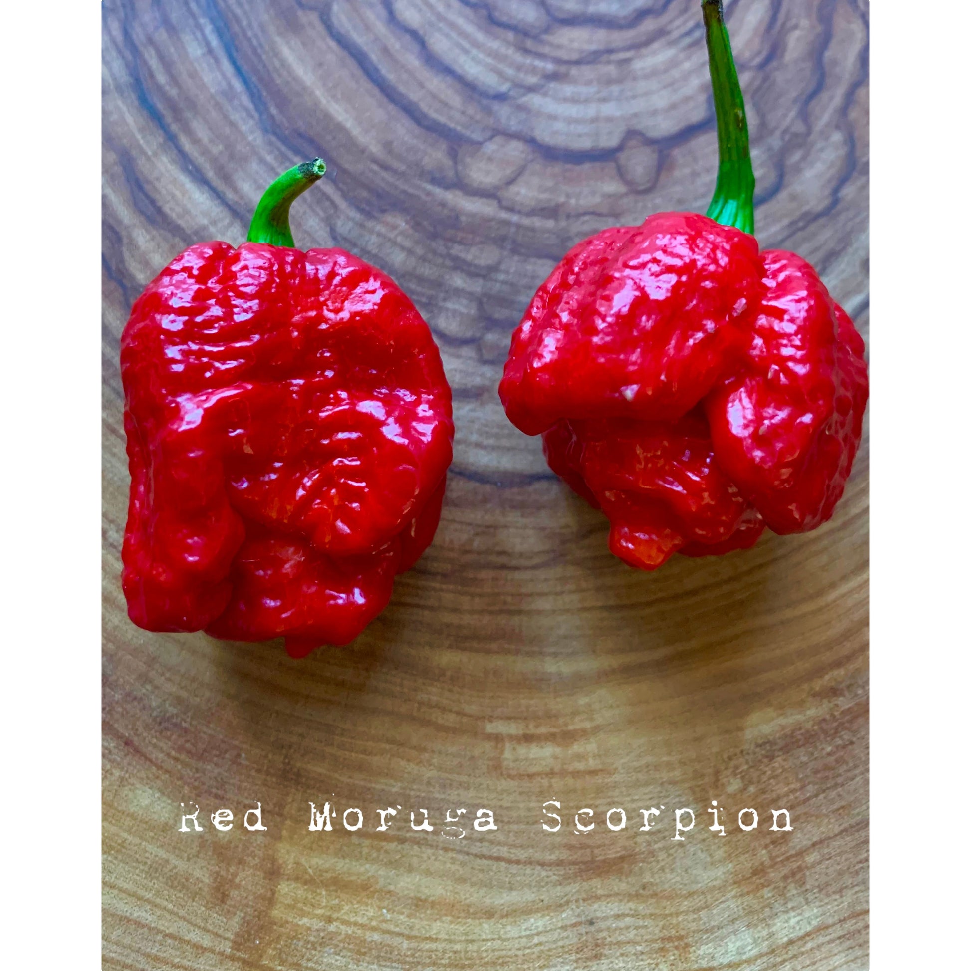 Trinidad Moruga Scorpion - Red - Hot Pepper Seeds