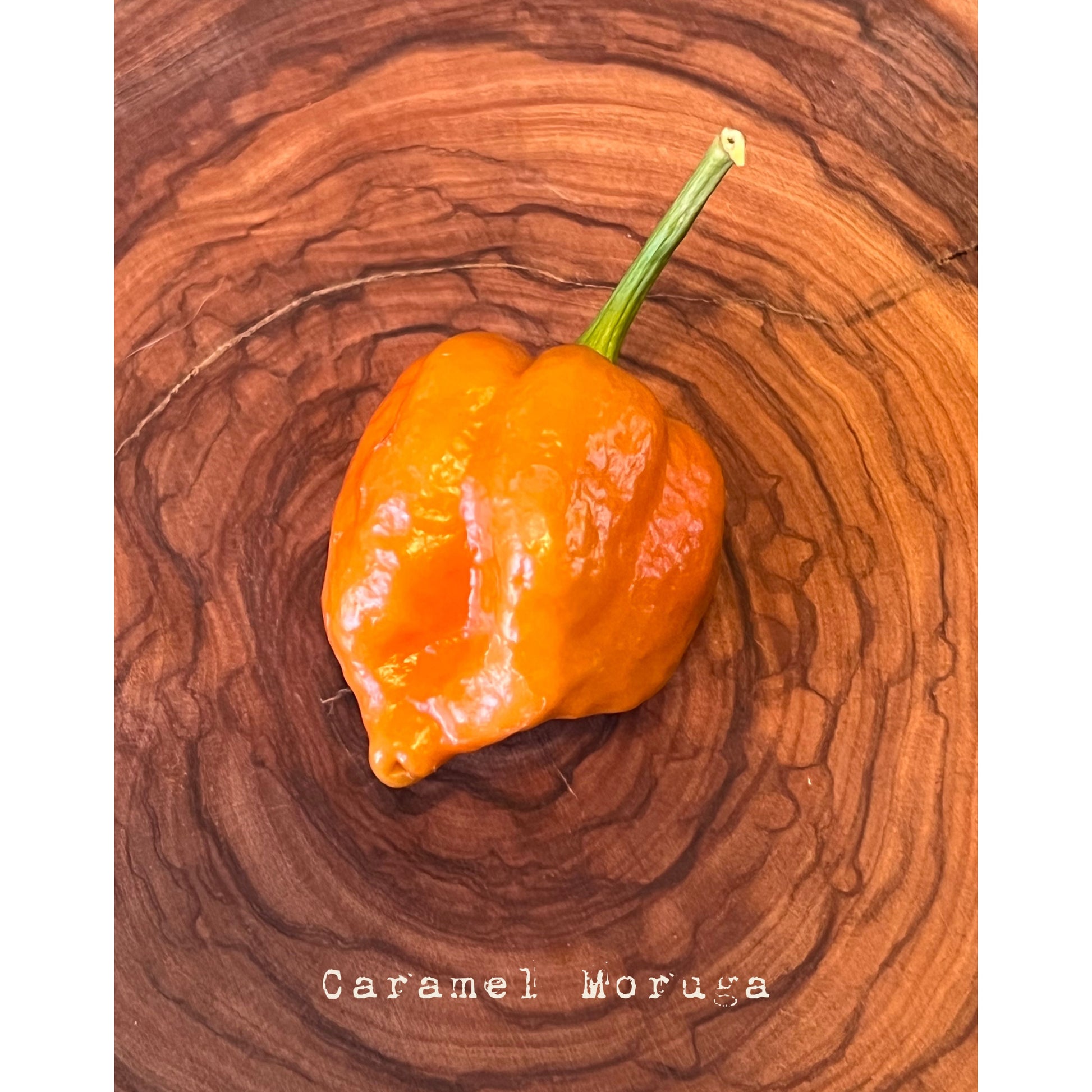 Trinidad Moruga Scorpion - Caramel - Hot Pepper Seeds