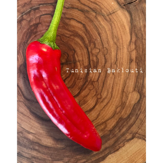 Tunisian Baklouti- Hot Pepper Seeds