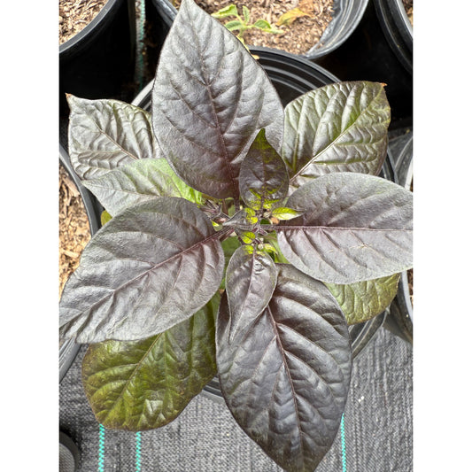 UFO - Pink Elongated Hot Pepper Seeds