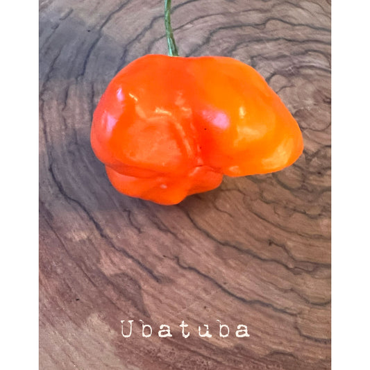 Ubatuba - Hot Pepper Seeds