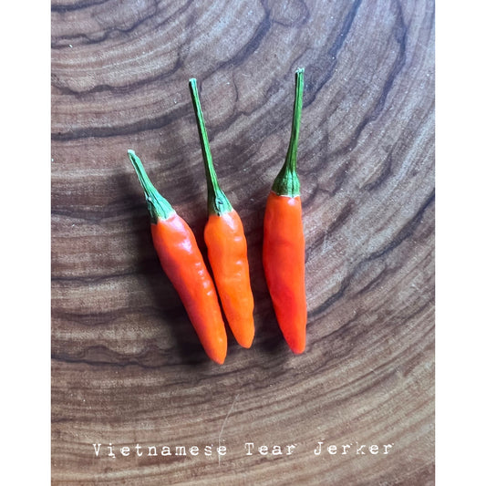 Vietnamese Tear Jerker - Hot Pepper Seeds
