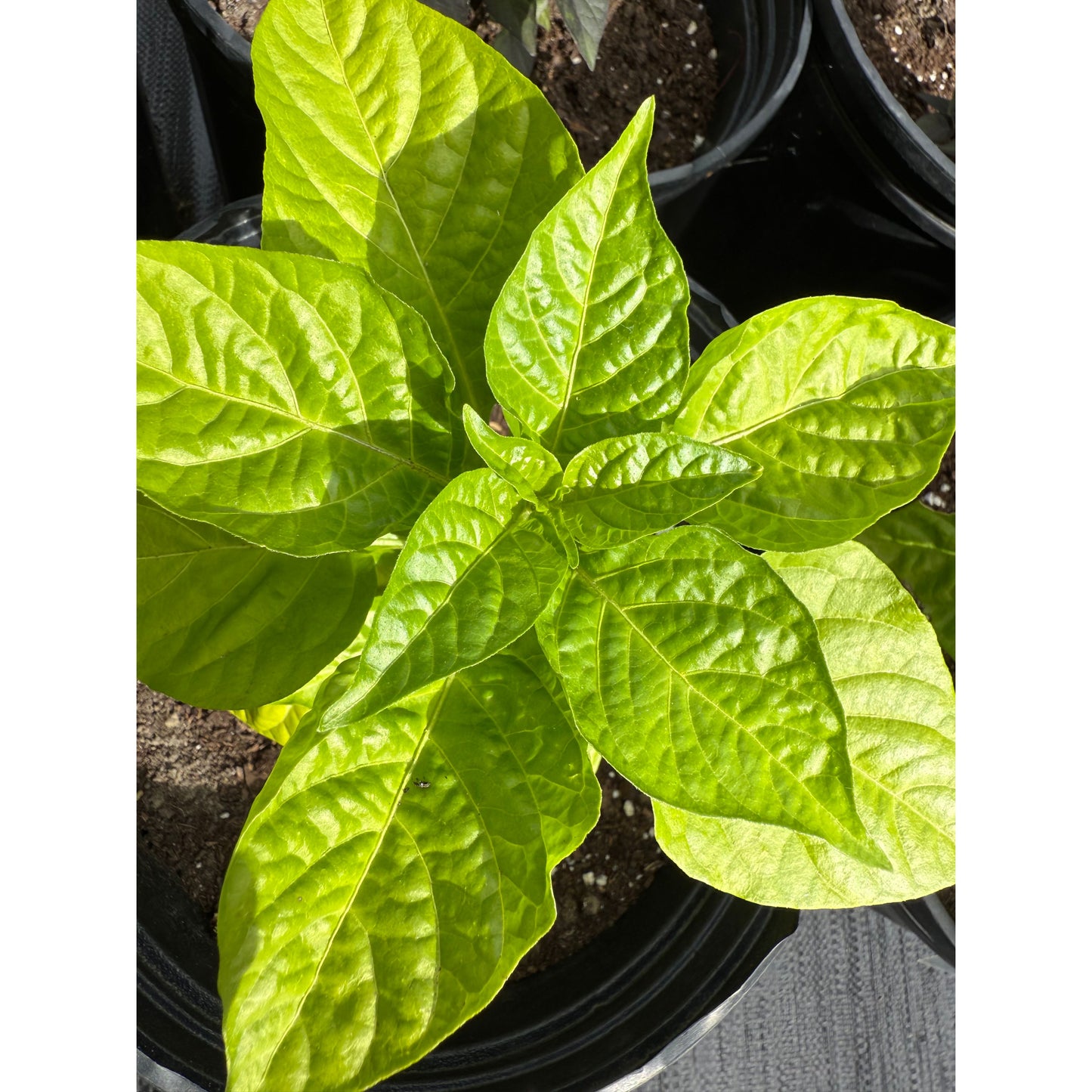 Bhutlah Yellow - Hot Pepper Seeds